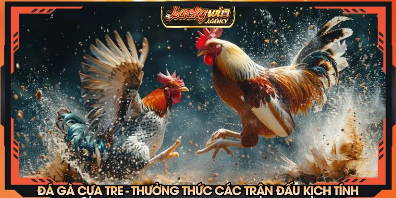 Đá gà cựa tre