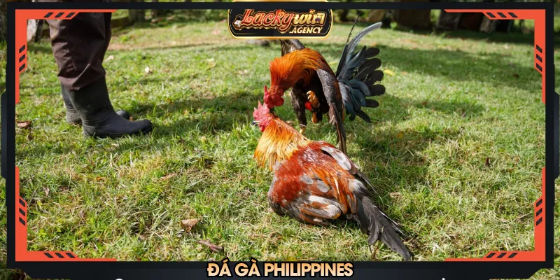 Đá gà Philippines