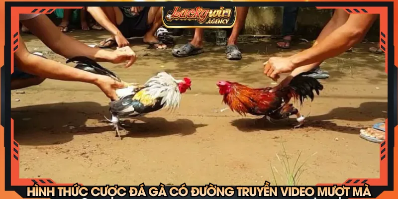 Hình thức cược đá gà có đường truyền video mượt mà