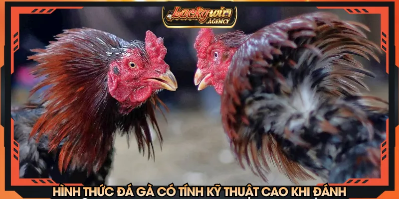 Hình thức đá gà có tính kỹ thuật cao khi đánh