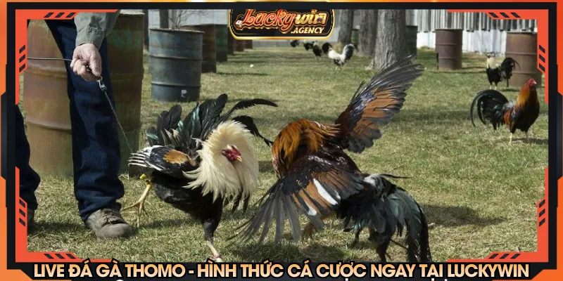 Live đá gà Thomo
