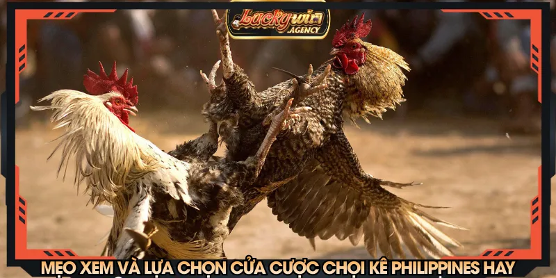 Mẹo xem và lựa chọn cửa cược chọi kê Philippines hay