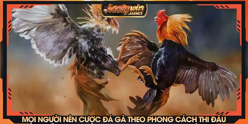 Mọi người nên cược đá gà theo phong cách thi đấu