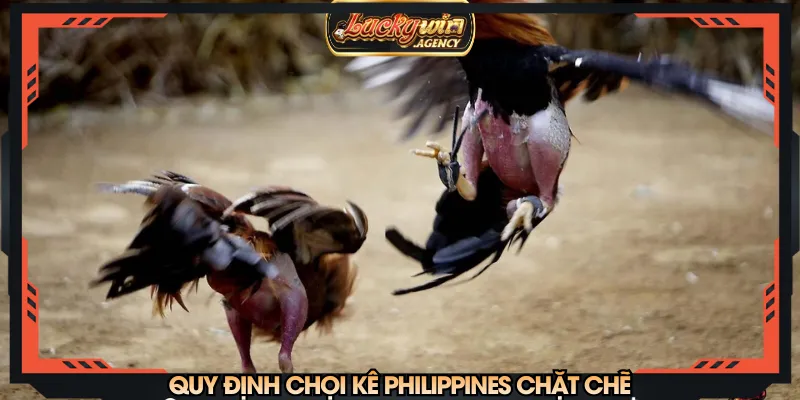 Quy định chọi kê Philippines chặt chẽ