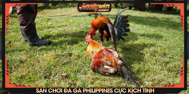 Sân chơi đá gà Philippines cực kịch tính