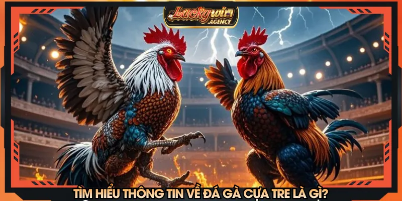 Tìm hiểu thông tin về đá gà cựa tre là gì?