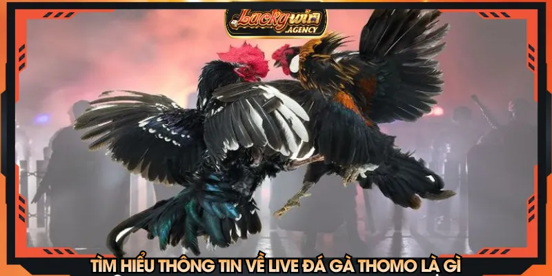 Tìm hiểu thông tin về live đá gà Thomo là gì